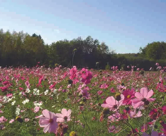 flowerfield+small-1920w